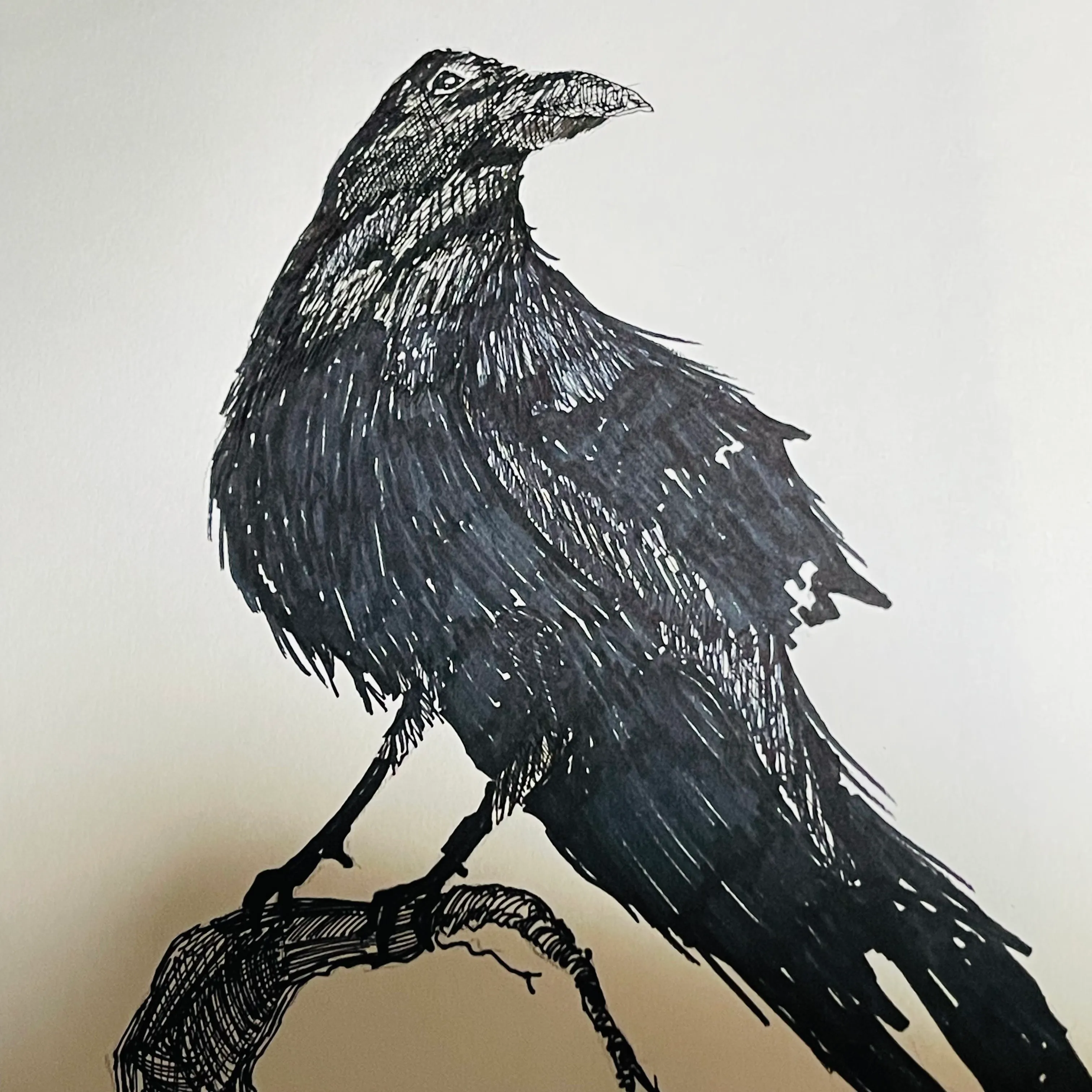 A detailed black ink drawing of a raven perched on a branch.